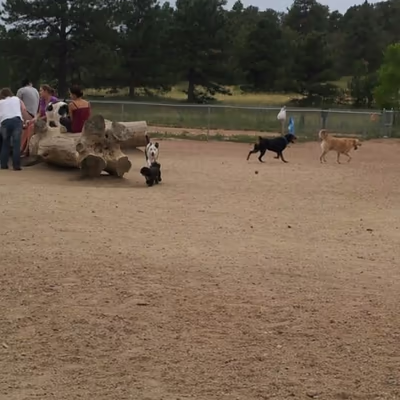 Palmer Park Dog Park